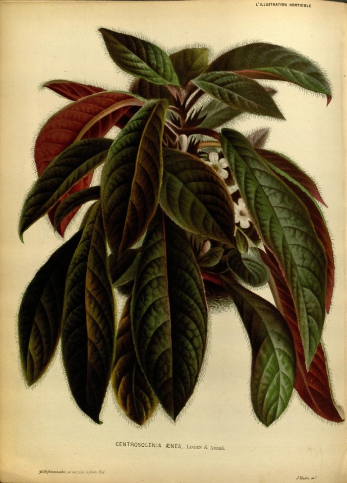 L illustration horticole