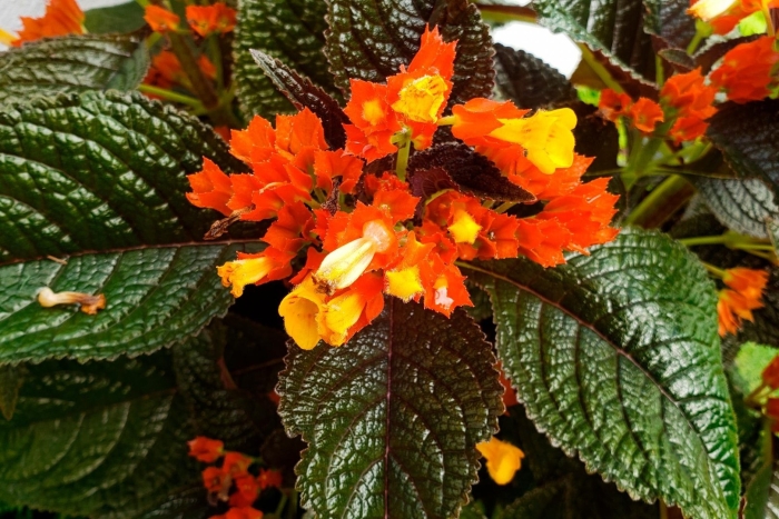 Chrysothemis pulchella