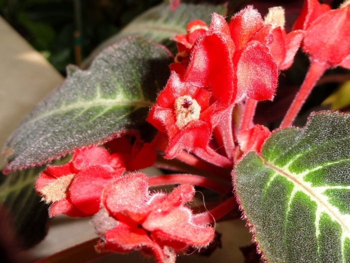 Corytoplectus cutucuensis