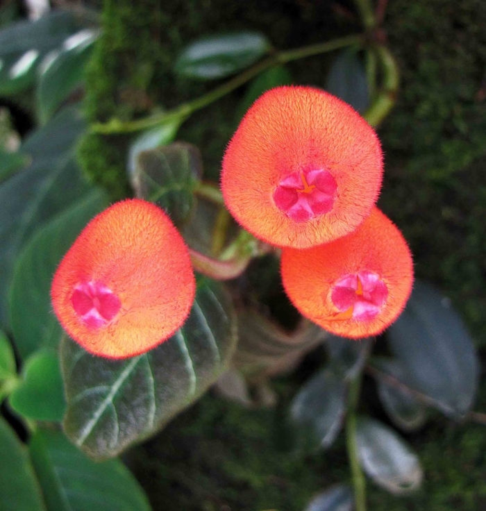 Эписция уход в домашних условиях