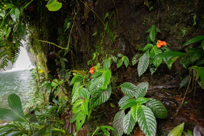 Psychotria elata