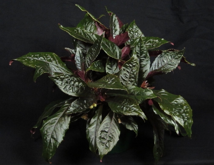 Наутилокаликс пемфидиус