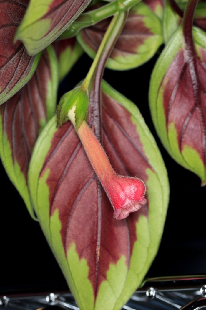 Эсхинантус марморатус