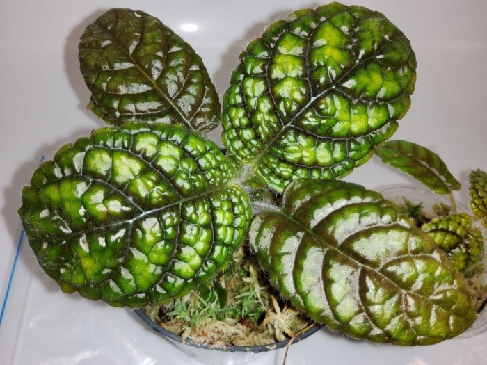 Nautilocalyx pemphidius