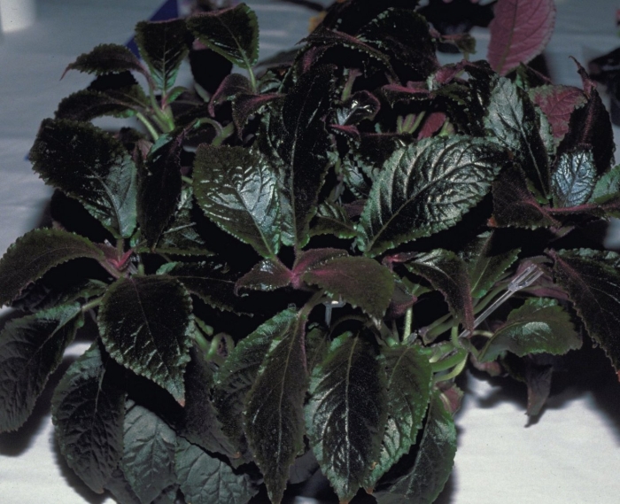 Стробилантес persian shield