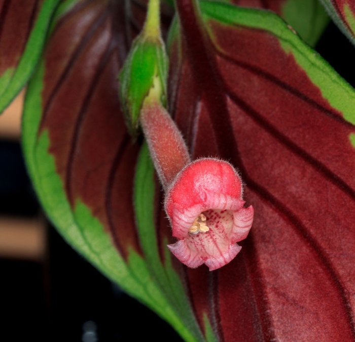 Нематантус фритча