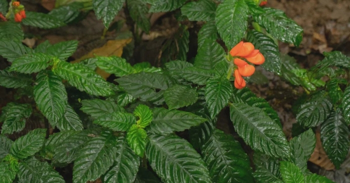 Кроссандра комнатный цветок