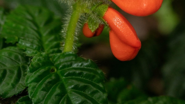 Колумнея microphylla