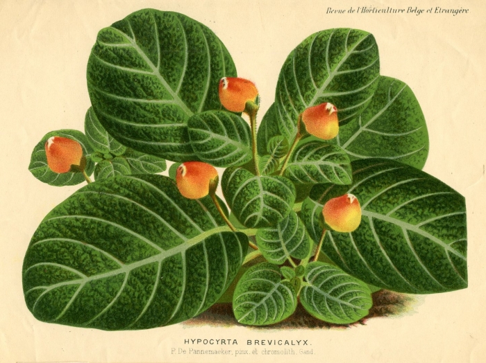 Pearcea hypocyrtiflora