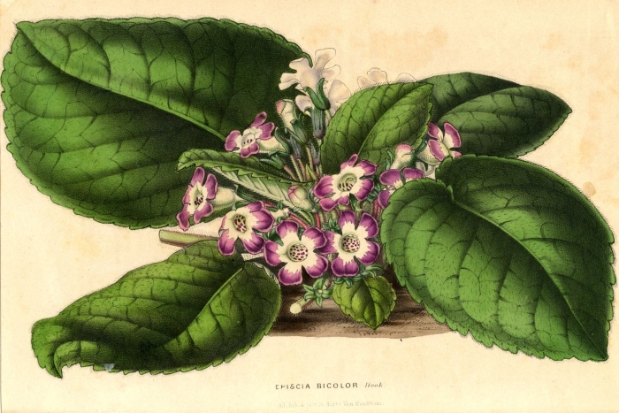 Ботаническая иллюстрация