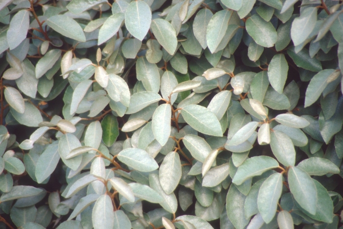 Лох серебристый elaeagnus commutata