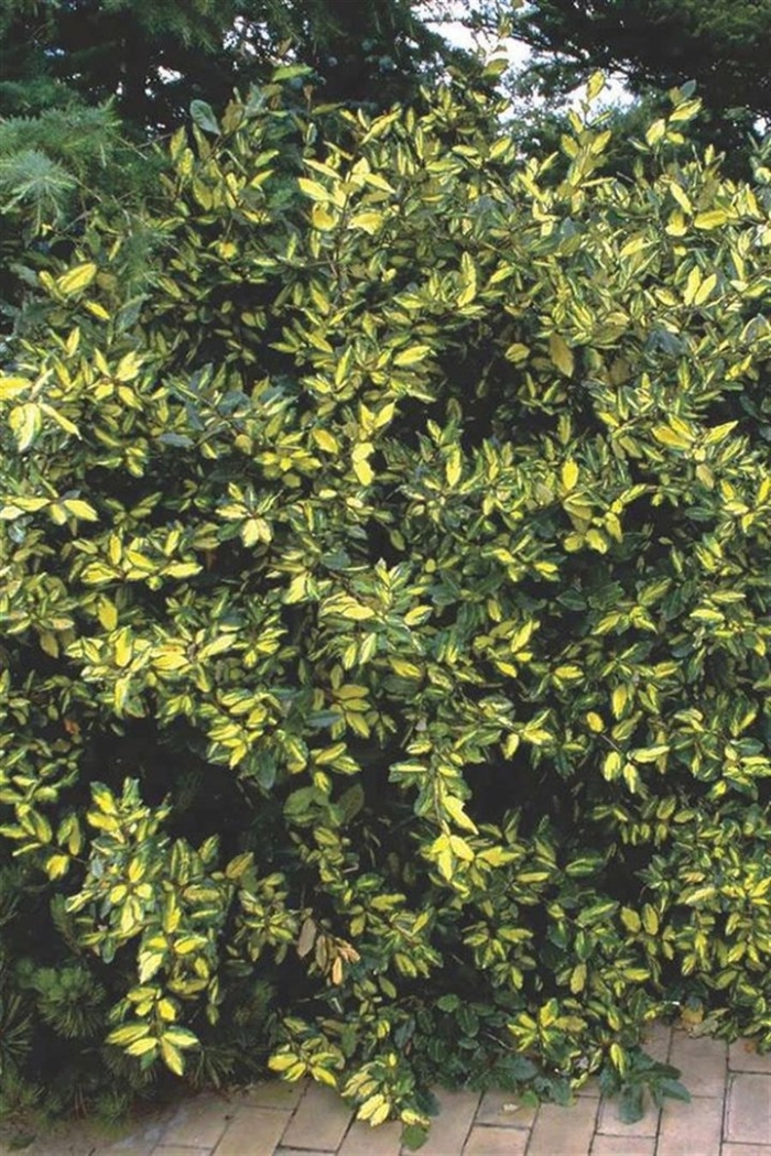 Elaeagnus pungens maculata