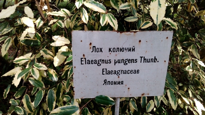 Растение лох