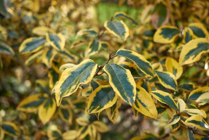 Elaeagnus gilt edge