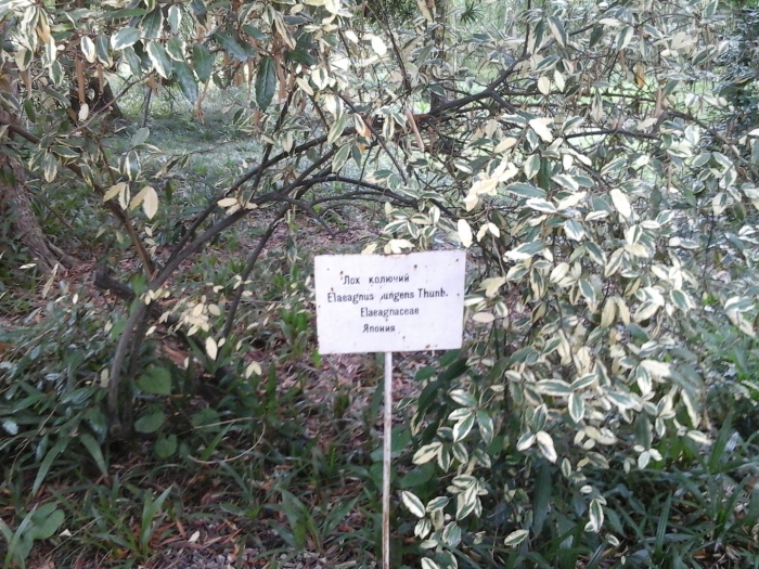 Лох зонтичный (elaeagnus umbellata)