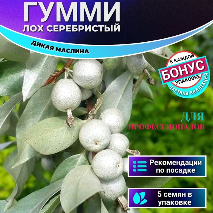 Лох серебристый elaeagnus commutata