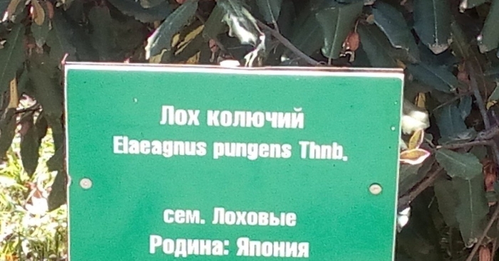 Лох колючий растение