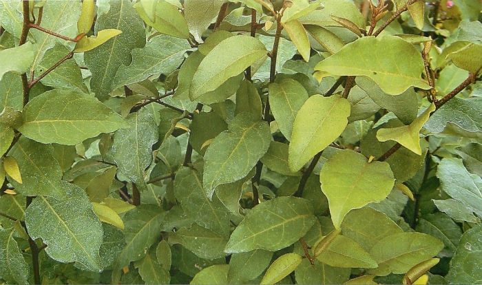 Лох многоцветковый