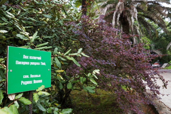 Адлер парк южные культуры