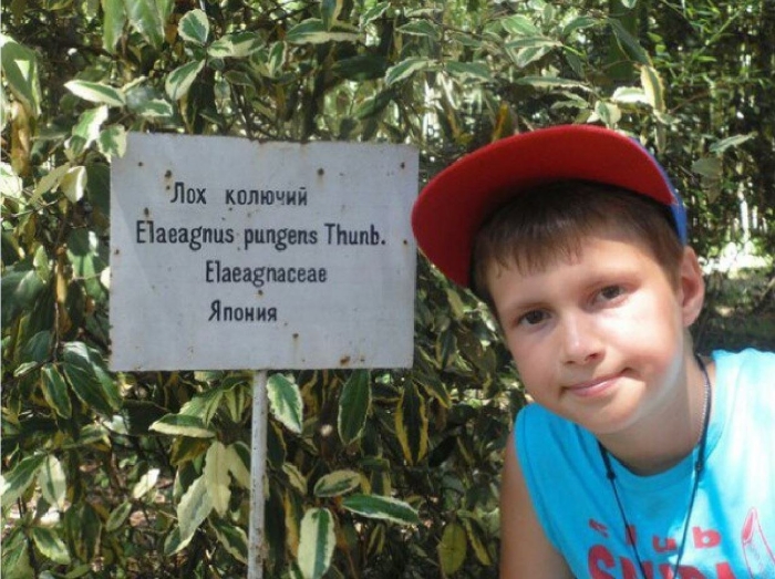 Лох растение