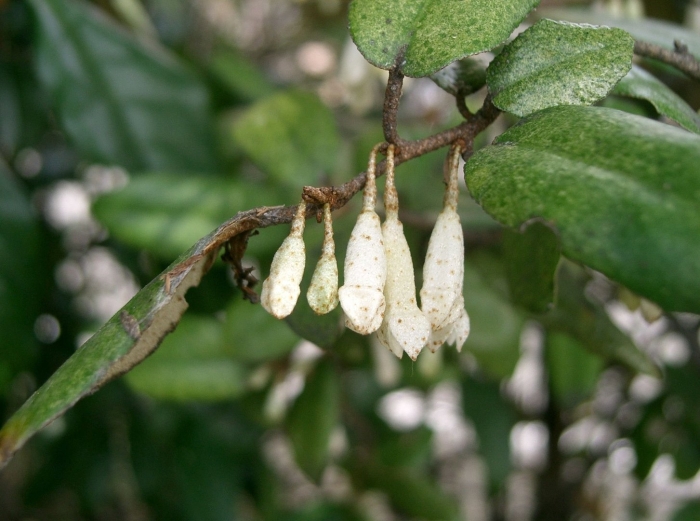 Elaeagnus pungens