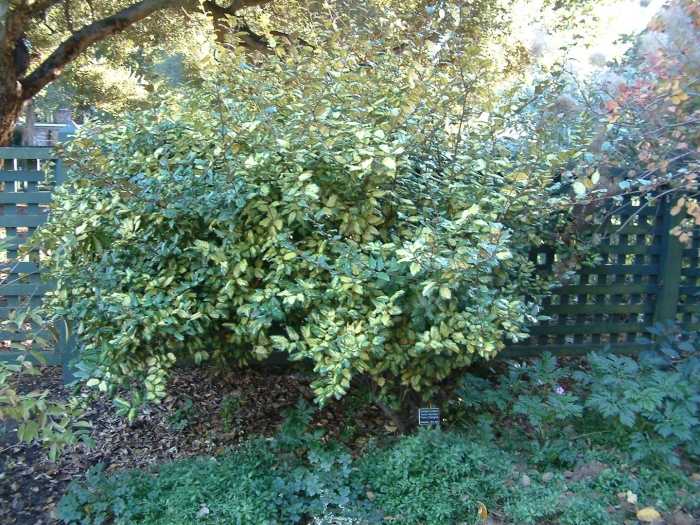 Кизильник cotoneaster lucidus