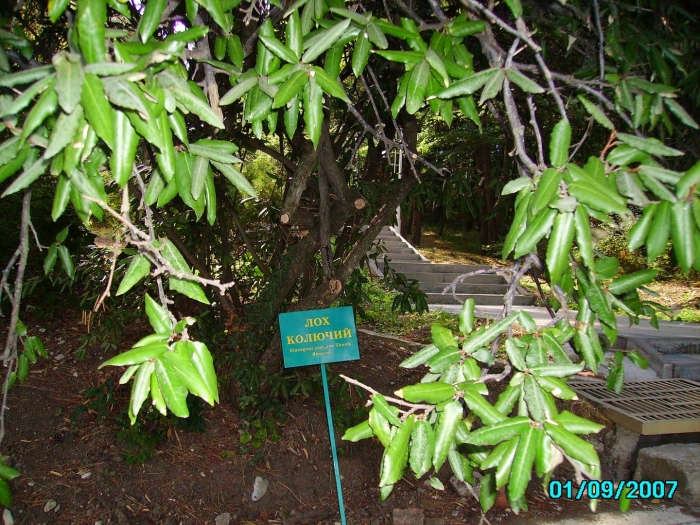 Сад-музей дерево дружбы в сочи