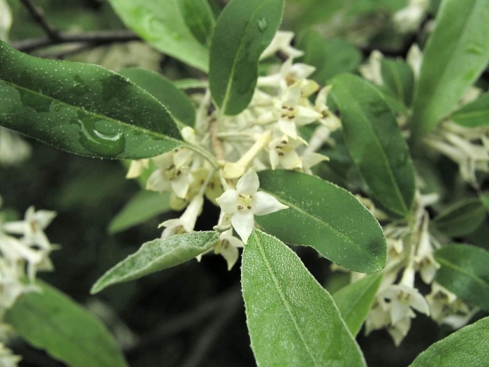 Elaeagnus umbellata
