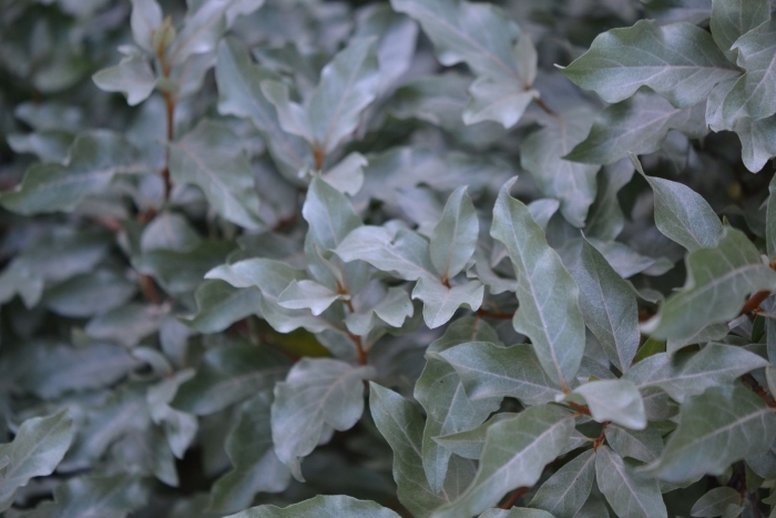 Лох серебристый (elaeagnus argentea)