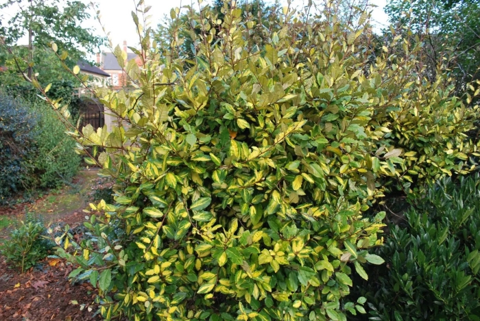 Elaeagnus pungens maculata