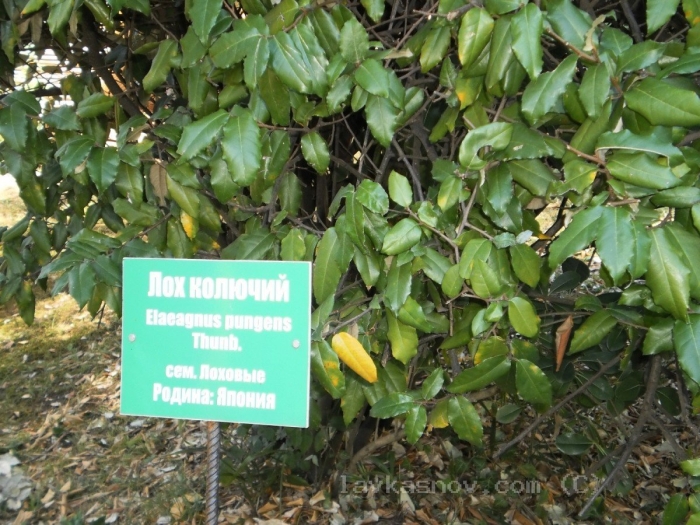 Лох колючий растение