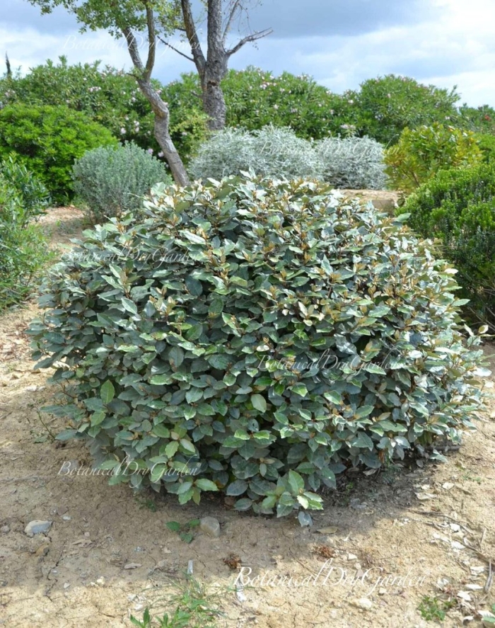 Fothergilla gardenii ‘blue mist’