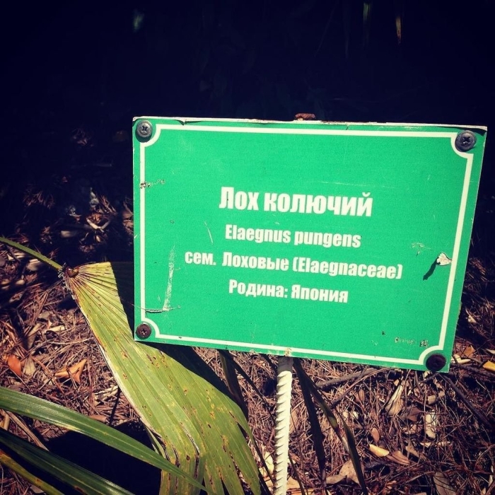 Дендрарий в сочи