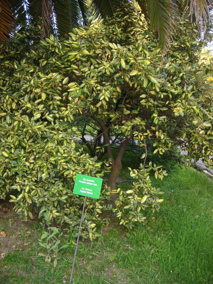 Дерево дружбы сочи