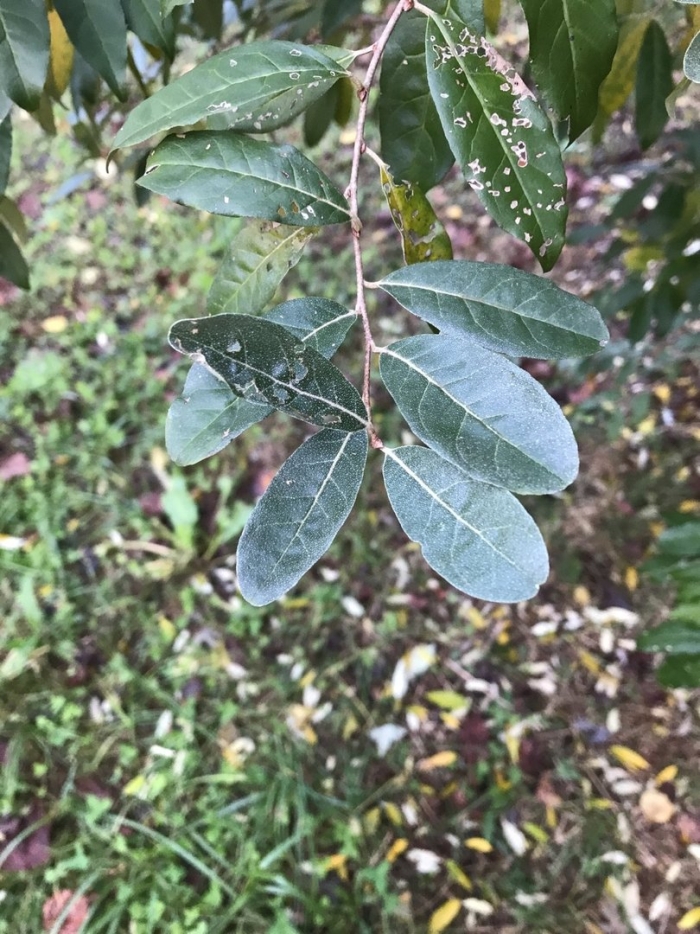 Elaeagnus angustifolia