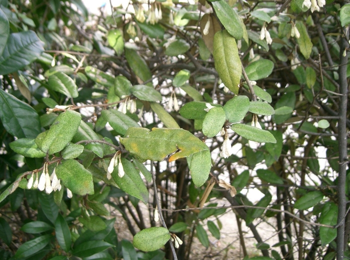 Лох колючий (elaeagnus pungens)