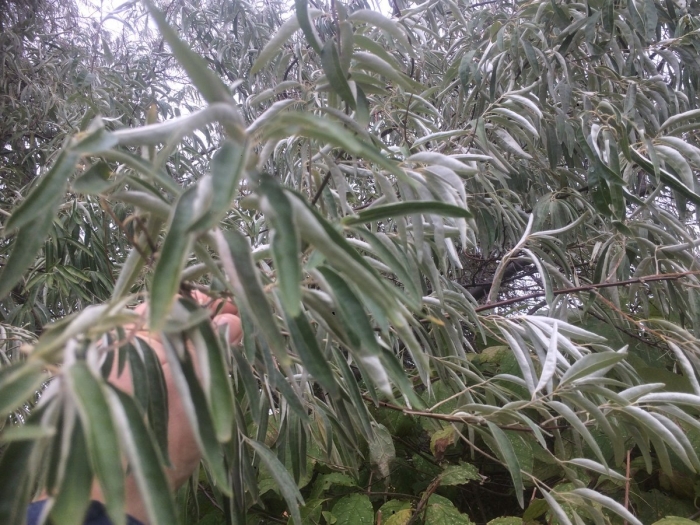 Elaeagnus angustifolia