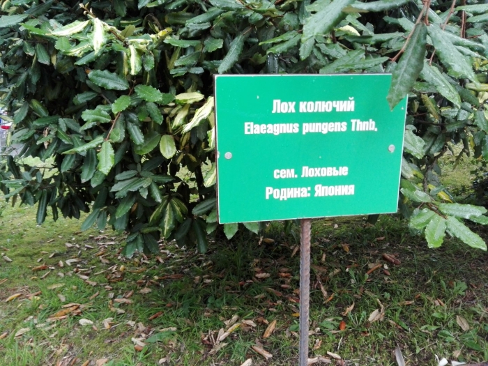 Лох колючий дендрарии сочи