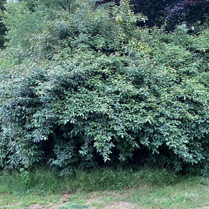 Лох колючий (elaeagnus pungens)