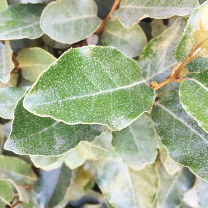 Elaeagnus macrophylla