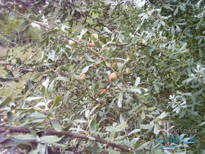 Чингиль серебристый кустарник