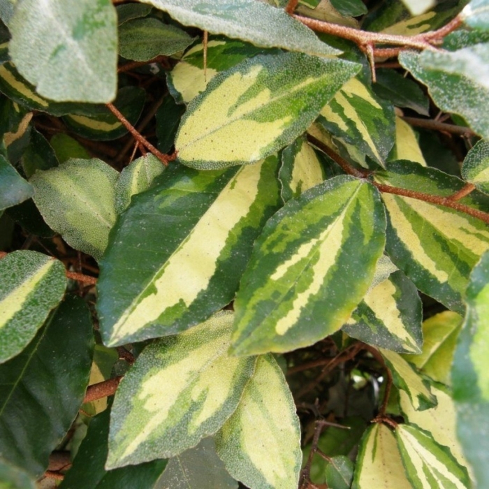 Elaeagnus pungens
