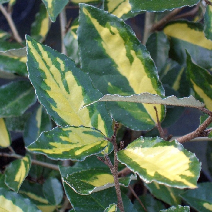 Elaeagnus ebbingei limelight