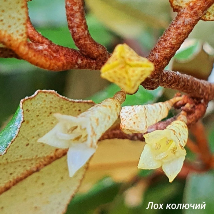 Elaeagnus commutata плод