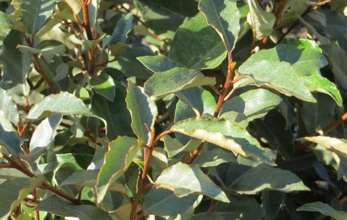 Elaeagnus tonkinensis
