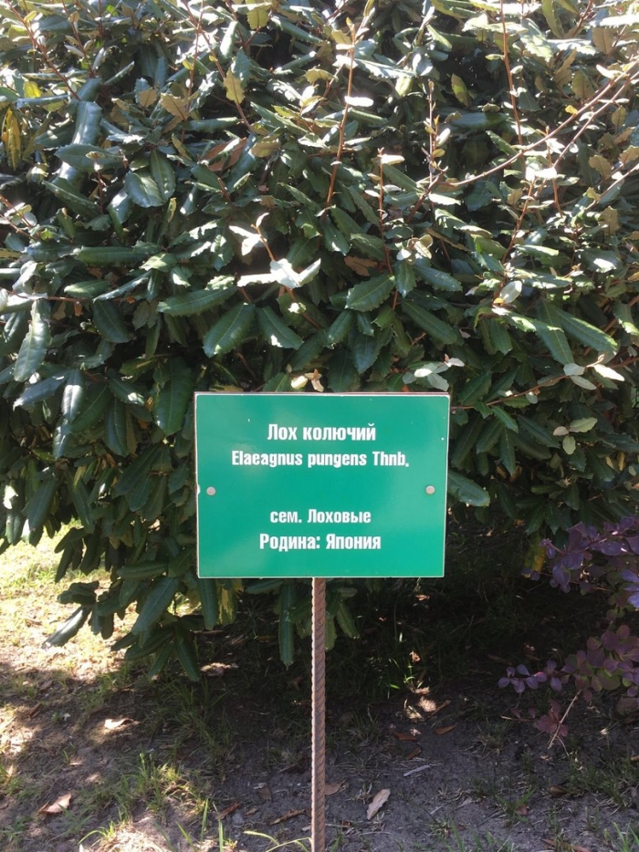 Лох колючий растение