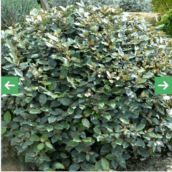 Elaeagnus x ebbingei