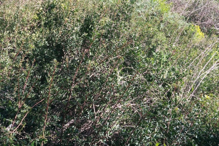 Колючие кустарники