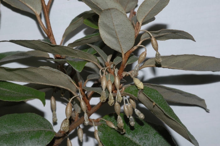 Elaeagnus multiflora