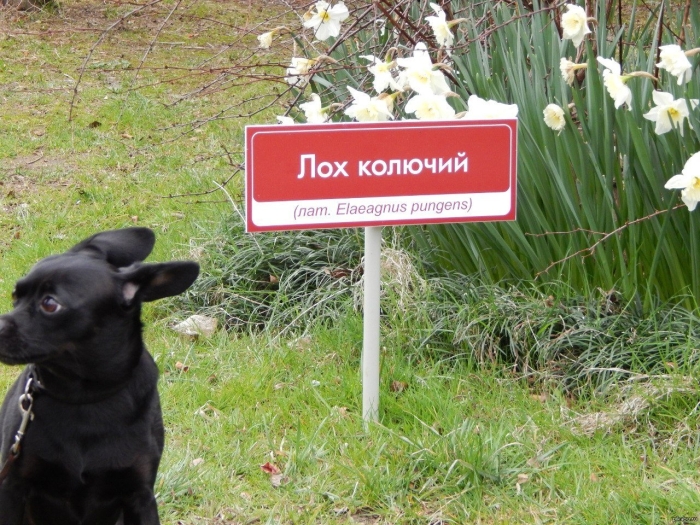 Что такое лох